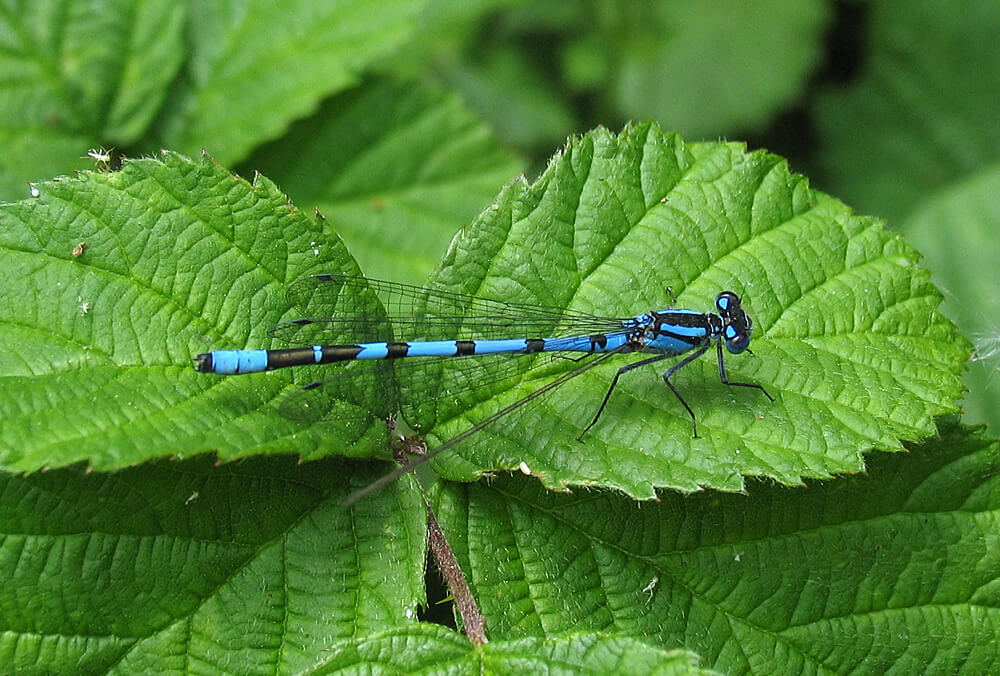 Male Common Blue Damselfly by David Kitching